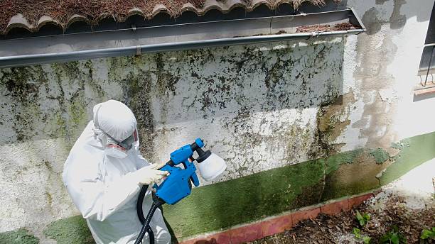 Trusted Black Mold Removal service in Landing, NJ - Cheap Mold Removal